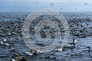 Flock of Gannets near bempton Cliffs, Yorkshire , UK