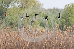 A flock of Garganey duck in fast, rising flight.