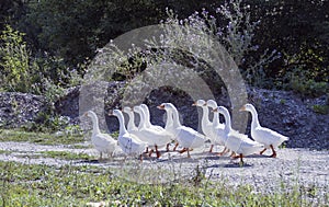 Flock of geese