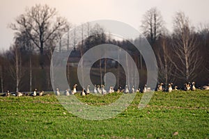 A flock of geese Anser albifrons on the meadow, bird watching