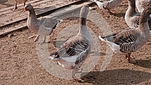 Flock of geese in backyard. One of geese has a genetic defect and has only a part of its beak. Domestic birds.