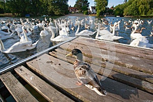 A flock of geese and duck