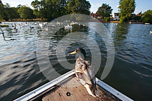 A flock of geese and duck