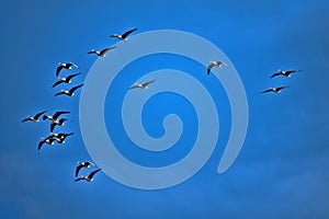 A flock of geese flies with a blue spring sky