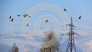 A flock of geese flies past power pylons. Anser anser.