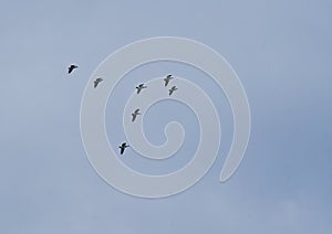 flock of geese in flight on a cloudy sky