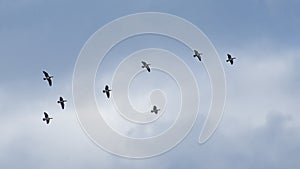 flock of geese in flight on a cloudy sky