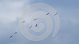 flock of geese in flight on a cloudy sky