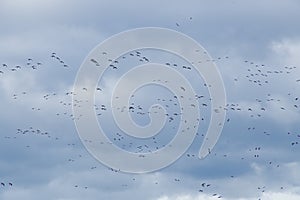 flock of geese in flight on a cloudy sky