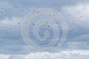 flock of geese in flight on a cloudy sky