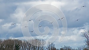 flock of geese in flight on a cloudy sky