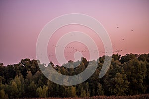 Flock of geese in flight at dusk