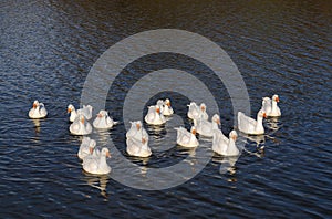 A flock of geese floating on the river in the setting sun towards the photographer