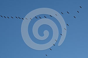 Flock of geese fly in the blue sky in formation to save energy.
