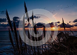 A Flock of Geese Fly Through the Sunset Over Trinidad, California