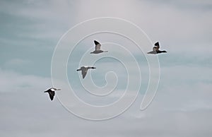 a flock of geese flying in the air over a beach