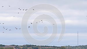 Flock of Geese Flying in Mid Air Leaving for Autumn Migration, Slowmo