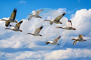 Flock of geese flying during migration