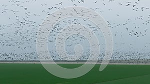 Flock of geese in flying over farm fields. Flight with wild birds, with sound. Beautiful birds during the migration