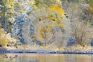 Flock Of Geese Flying over snowing lake in dawn in autumn