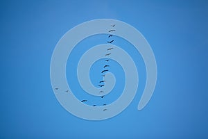 Flock of geese flying in v formation in blue sky