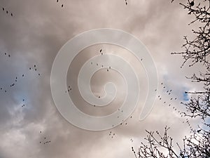 flock of geese in gray overcast autumn sky migrating flying over