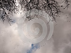 flock of geese in gray overcast autumn sky migrating flying over