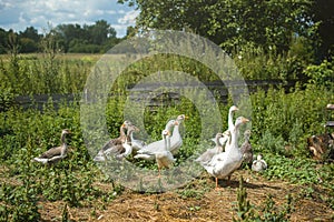 A flock of geese grazes on the green grass on a clear sunny day