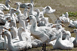 A flock of geese grazes on the lawn.