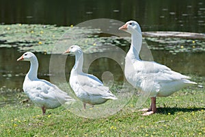 A flock of geese having a rest by the pond