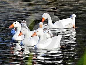 Flock of geese