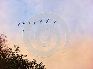 A flock of geese migrating for winter