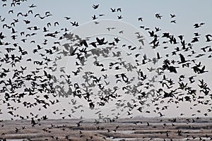 Flock of Geese over a Marsh photo