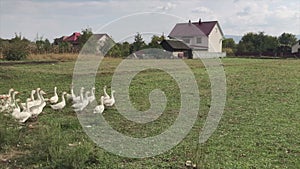 A flock of geese runs away from a man through a green meadow.