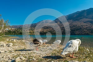 Flock of geese on the shore of Kournas lake