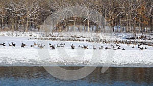 Flock Of Geese On Snow