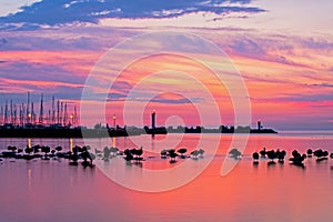 Flock Of Geese At Sunrise On Lake Ontario