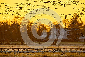 Flock of Geese at sunset looking for safe rust place