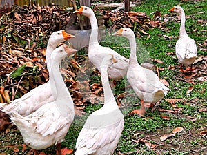 flock of geese swan goose bird