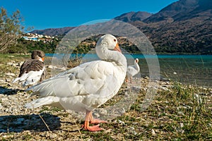 Flock of geese swimming on the Kournas lake