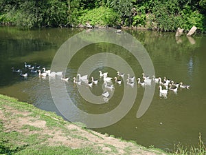 Flock of geese, swimming on the river
