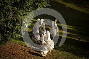 Flock of geese walk in unison down a path surrounded by trees