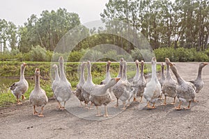 Flock of geese walks along road, aggressively disposed and ready to defend themselves against external attack.