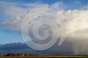 Flock of Geese and weather front