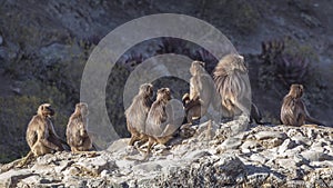 Flock of Gelada Sunbathing