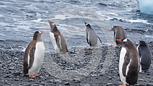 Flock of gentoo and adelie penguins on the beach