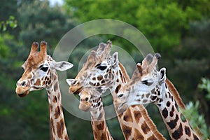 Flock of giraffes