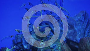 Flock of glass aquarium catfish in aquarium water