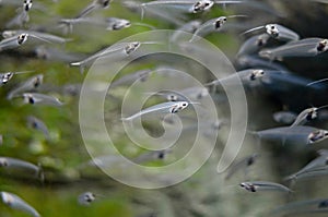 A flock of glass catfish floats underwater.