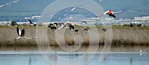 Flock of Glossy ibis birds and flamingos